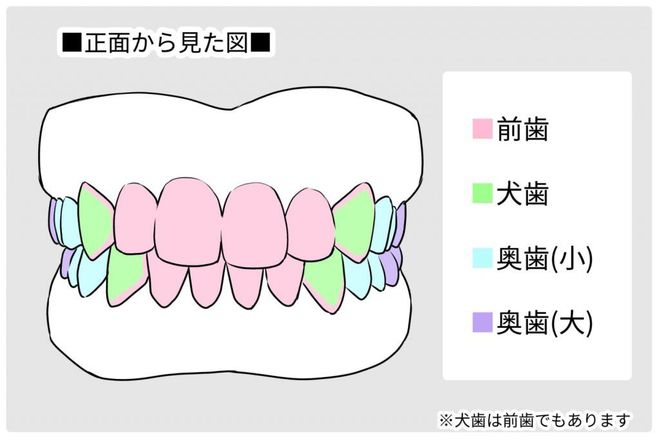 為什麼有時候需要拔牙矯正？拔牙矯正需要多少錢？