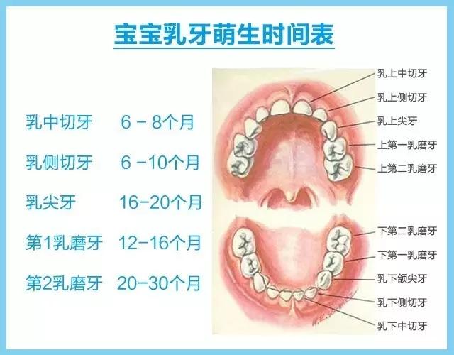 兒童乳牙